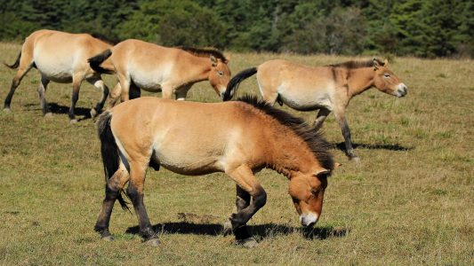 4 chevaux préhistoriques broutant de l'herbe