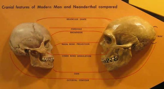 Différences Néandertal Homo Sapiens