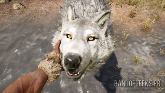 Far Cry Primal Takkar caresse un loup blanc