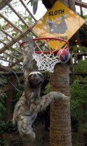 Sloth basket ball Band of Geeks